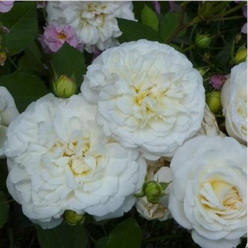 Gärtnerei - Rosa Weisse Gruss an Aachen™ - weiß - floribundarosen - diskret duftend - Max Vogel - Floribund Rose mit gefüllten, großen Blüten in eleganter Farbe.  Ihre diskret farbenen Blüten blühen durchgängig und gruppenweise.